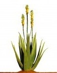 Notre gamme aloe vera solaire avec LR Health and Beauty