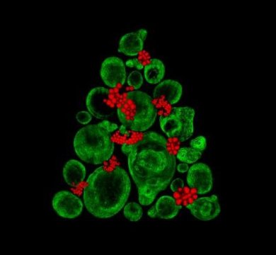 Micrograph of a Christmas tree comprised of stem cells. Credit : Catarina Moura, University of Southampton
