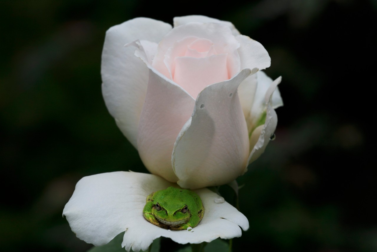 復刊2号内容紹介 - 雑誌 風の旅人 Sacred world 日本の古層 (株）かぜ