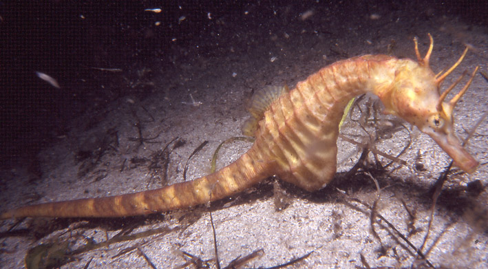 Potbelly seahorse (Tasmanië)