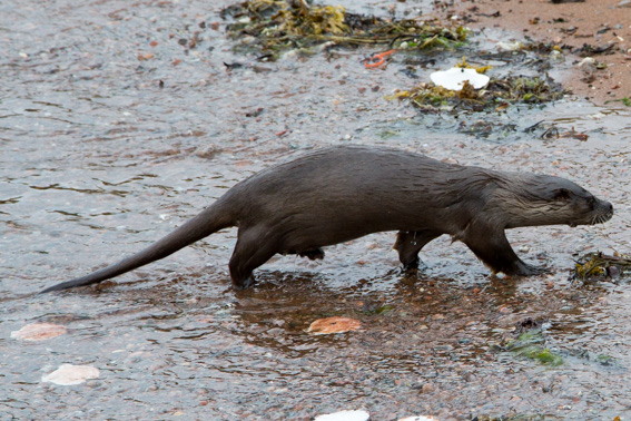 Otter - Shetland