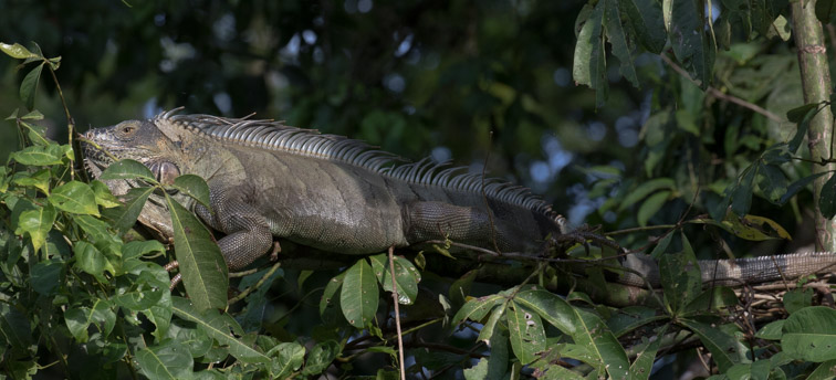 Tortuguero - Groene leguaan - Iguana iguana
