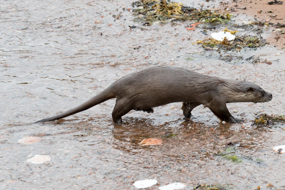 Otter - Shetland