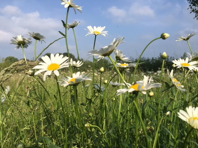 Unsere Wiesen blühen bunt