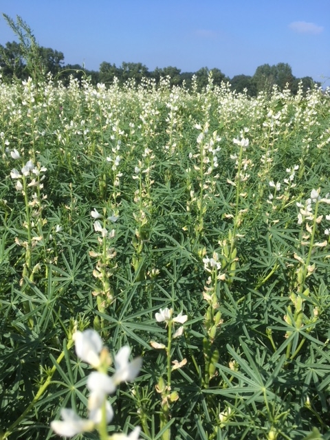 Lupinen in der Blüte