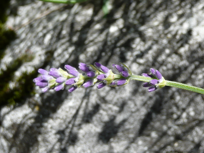 Lavendel