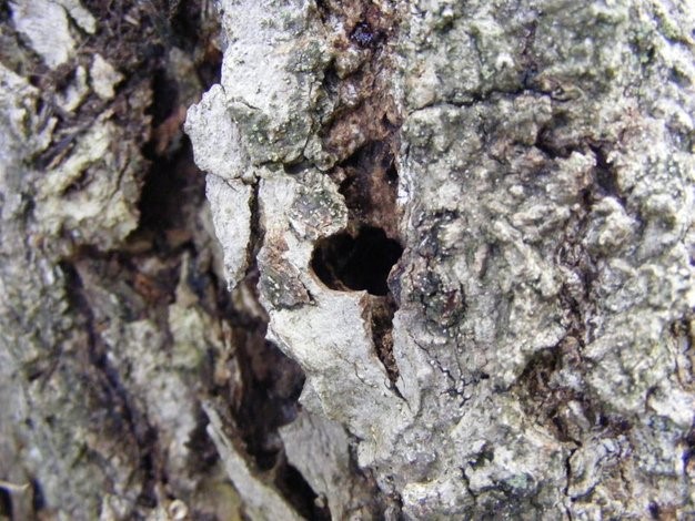 Links: Uitsluip opening van de Hoornaarvlinder (Sesia apiformis). Rechts mijn van de hoornaarvlinder. (Foto Remco Vos)