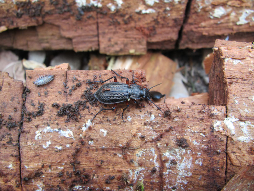 Carabus granulatus op 4-4-2018 in de Zumpe.