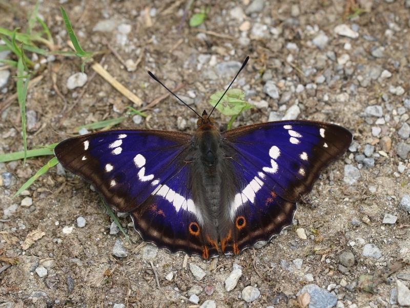 Grote weerschijnvlinder (foto Robin Septor)