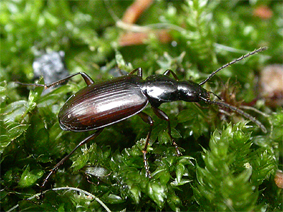 Agonum thoreyi (Rietsnelloper; Eakringbirds.com)