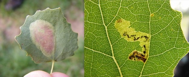 Links: Rode espenvouwmot (Phyllonorycter sagitella). Rechts: Ratelpopuliermineermot (Stigmella assimilella). (Foto's Remco Vos)