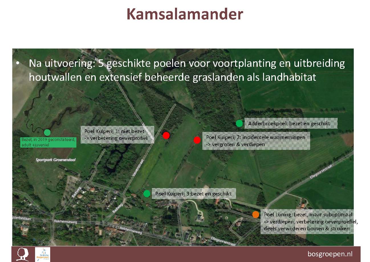 De huidige situatie voor de Kamsalamander. In 2019 werd nog een zesde bezette en optimale locatie ontdekt.