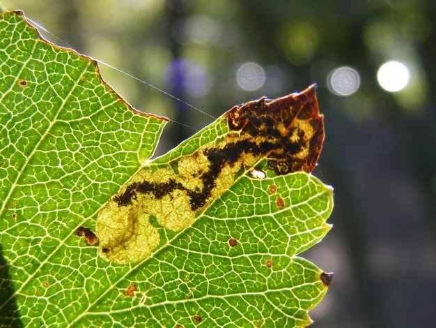 Zwartkopblaasmijnmot (Ectoedemia atricollis). (Foto Remco Vos)