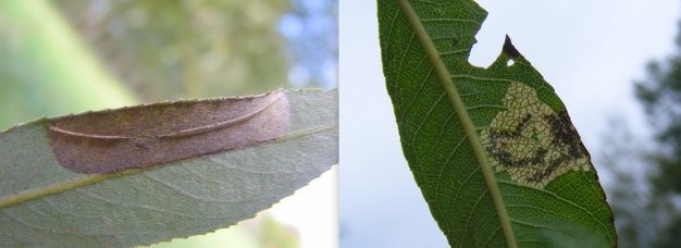 Links: Late wilgenvouwmot (Phyllonorycter pastorella). Rechts: Schietwilgmineermot (Stigmella obliquella). (Foto's Remco Vos)