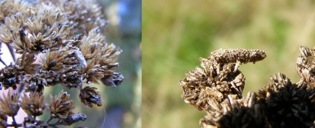 Links: Duizendbladkokermot (Coleophora argentula). Rechts: Bruine wormkruidkokermot (C. bornicensis). (Foto's Remco Vos)