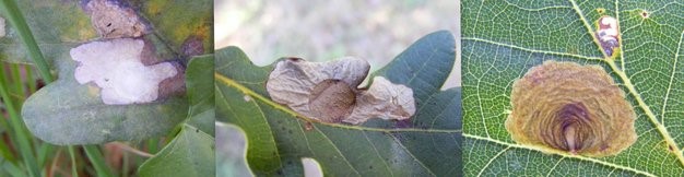 Links: Gewone eikenvlekmot (Tischeria ekebladella). Midden: Hoefijzervlekmot (Tischeria decidua). Rechts: Bruine eikenvlekmot (Tischeria dodonaea) en Eikenooglapmot (Bucculatrix ulmella, kleine mijntje). (Foto's Remco Vos)