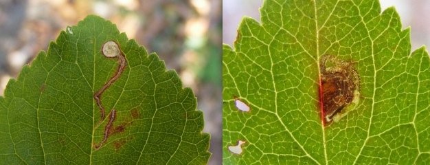 Sleedoornhangmatmot - Lyonetia prunifoliella, links en Spiraalmineermot - Stigmella prunetorum, rechts. (Foto's Remco Vos)
