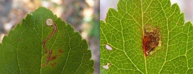 Sleedoornhangmatmot - Lyonetia prunifoliella, links en Spiraalmineermot - Stigmella prunetorum, rechts. (Foto's Remco Vos)