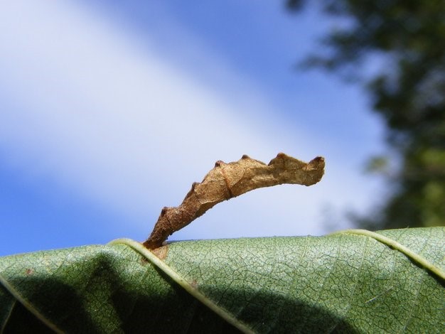 Elzenkokermot (Coleophora alnifoliae). (Foto Remco Vos)