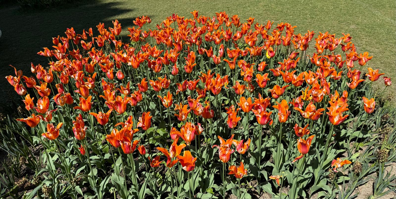 Tulpenfestival :: Morges- Tag 2