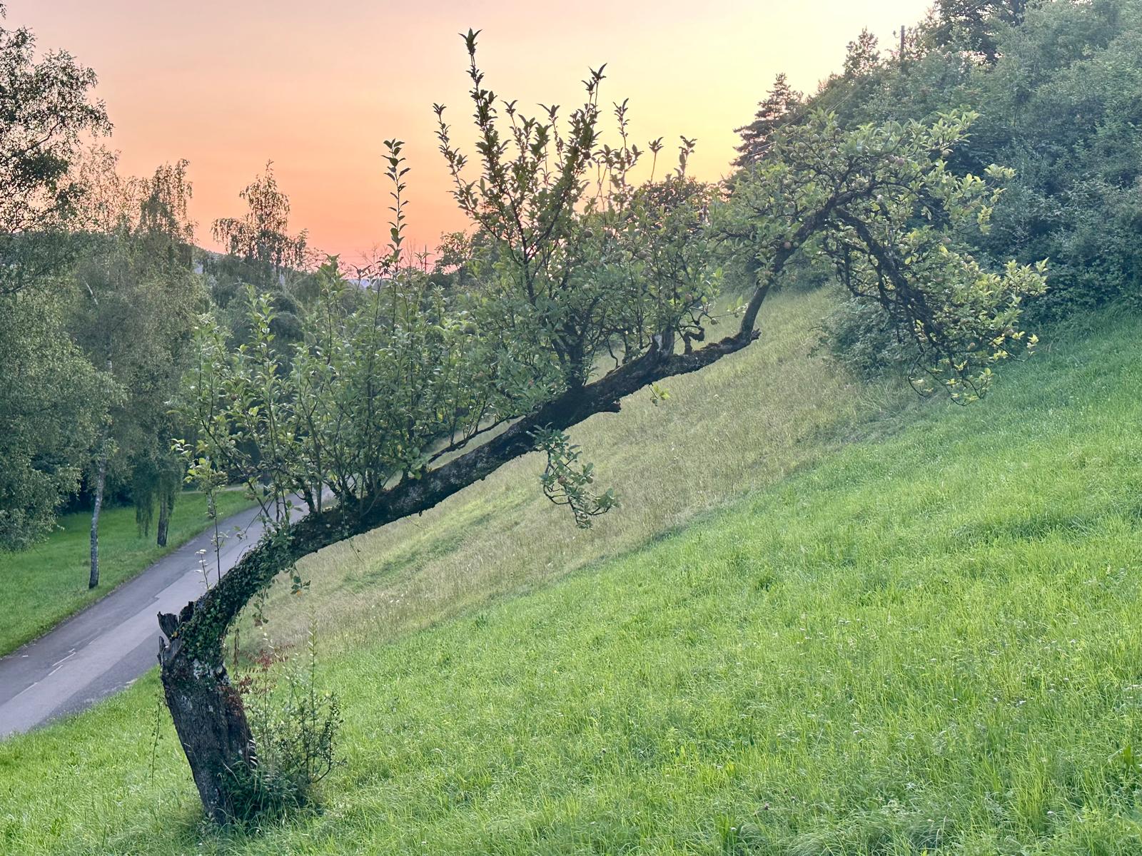 Knorriger Baum - Nachhause Wegs