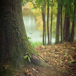 Jeu en bois les essences d'arbre de la forêt