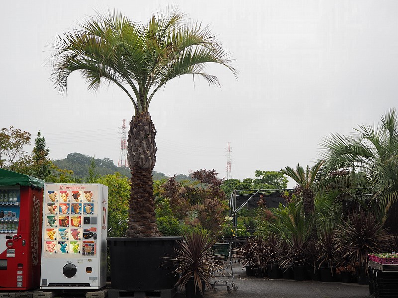 【オープニング 大放出セール】 ココスヤシ 4m位中程度の高さ （東海地区一番の在庫数 その他観葉植物