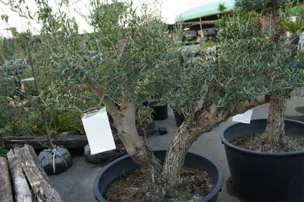 オリーブの木 - 花ひろば 果樹 庭木 植木 バラ苗専門店