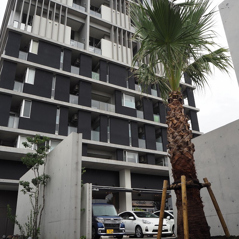 ワシントンヤシ 引き取り限定 愛知県 ワシントンヤシ 8号サイズ