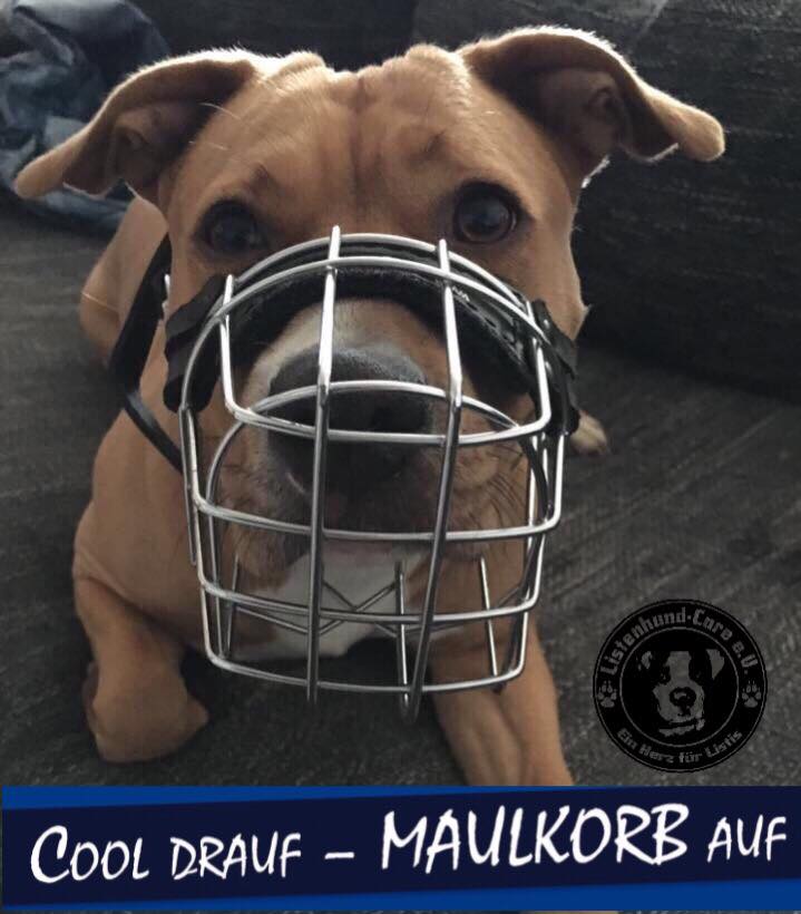 Bahn Hund Ohne Maulkorb