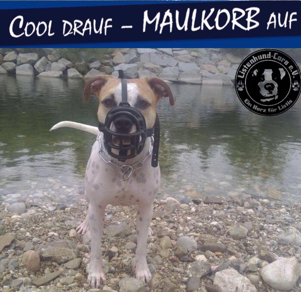 Cool draufMaulkorb auf! ListenhundCare