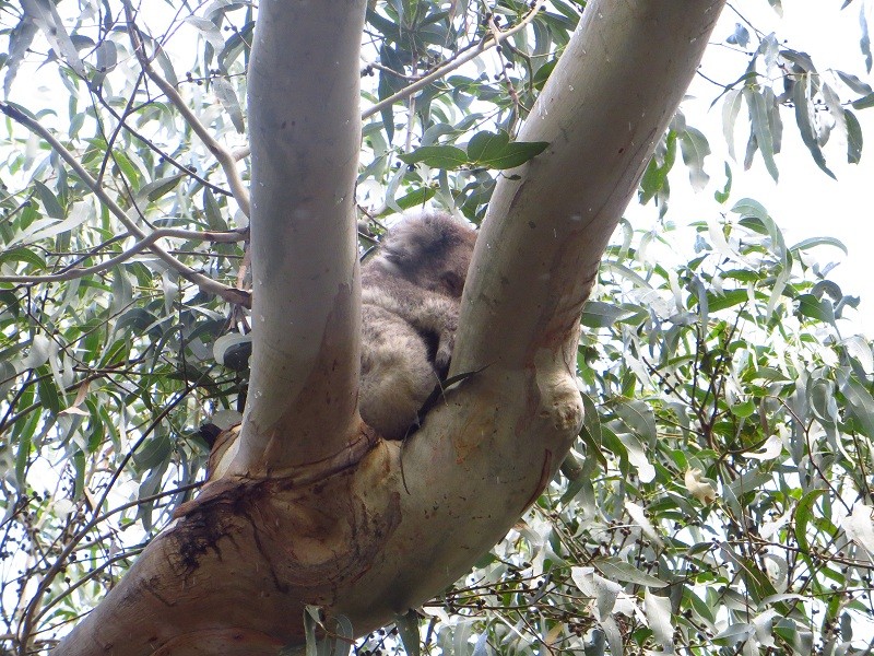 Yes! Der erste Koala Bär in freier Laufbahn!