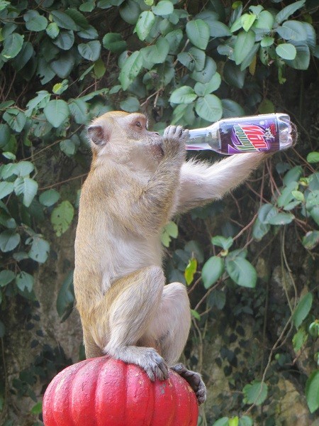 Nein das sollte keine Werbung sein und Ja der Affe hat die ganze Limonade getrunken nachdem er die Flasche alleine geöffnet hat!