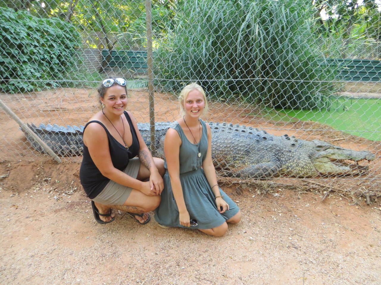 Im Hintergund eines der größten Krokodile im Park