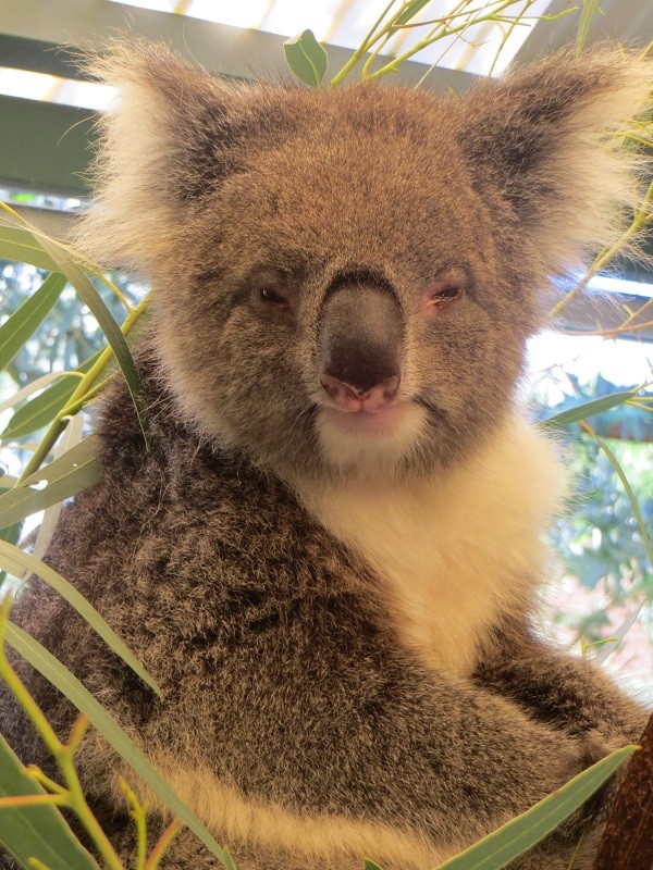 Koalaaaa :) 