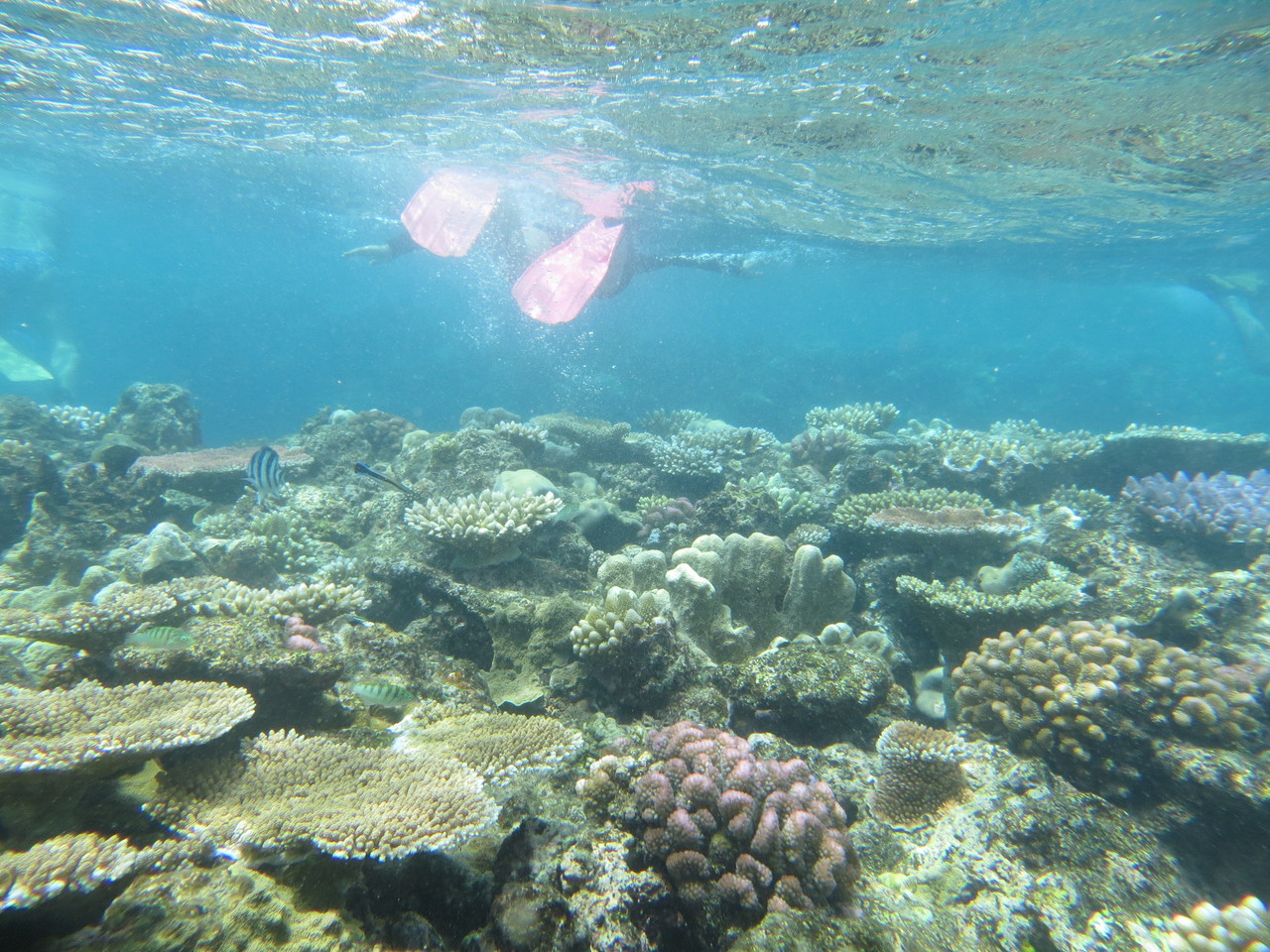 Die Korallen befinden sich teilweise nur wenige Zentimeter unter der Wasseroberfläche!