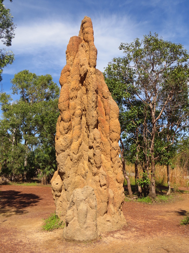 Riesen Termitenhügel