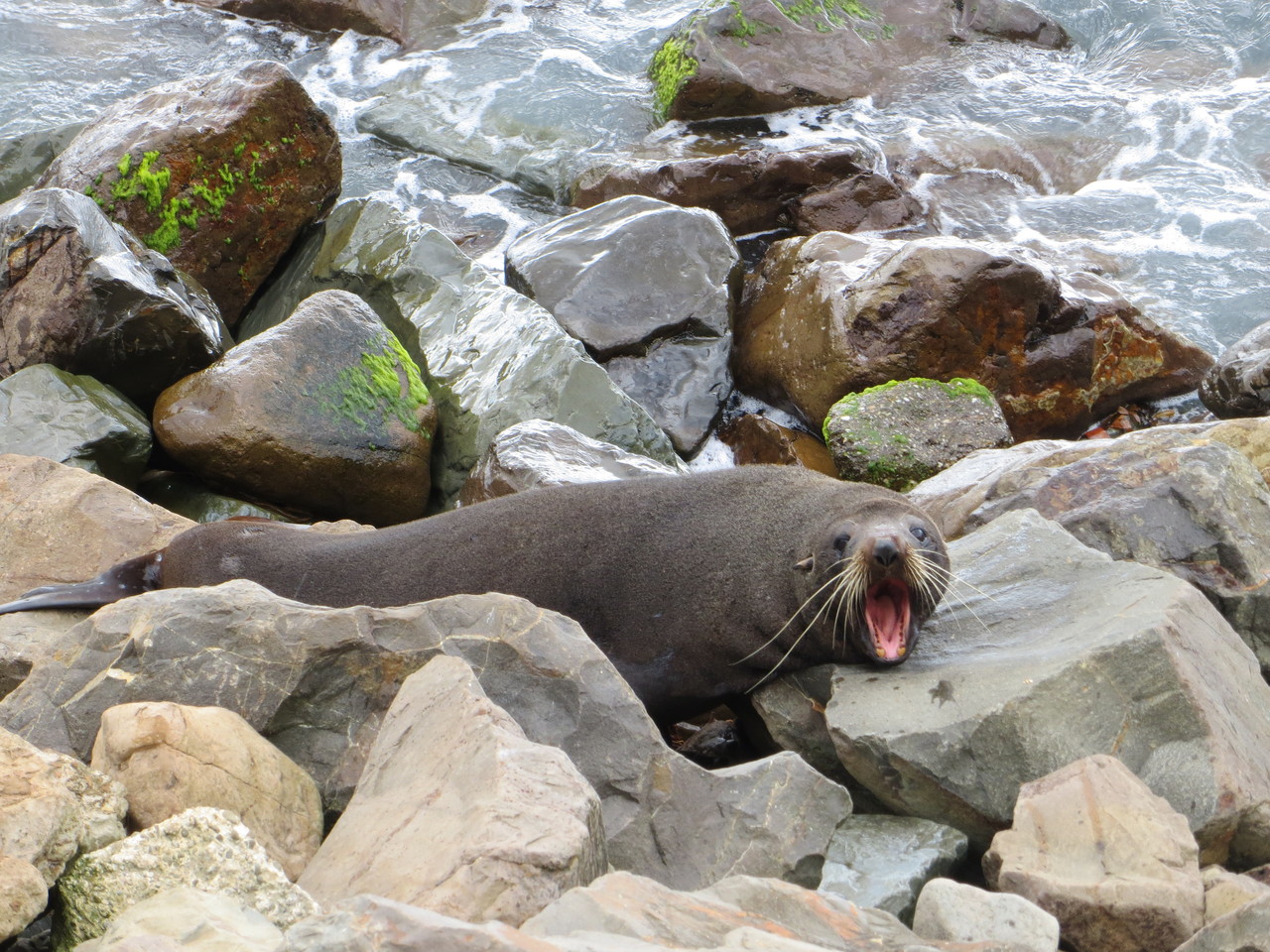 Seals sonnten sich am Hafen Oamarus