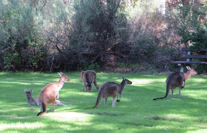 Känguru Familien-Ausflug in den Park :) 