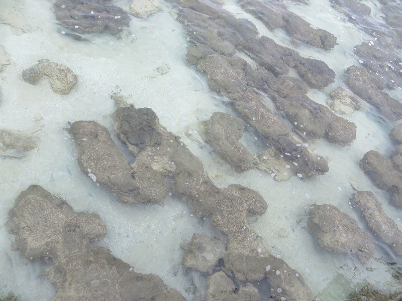 Die Stromatolites - sehr beeindruckend :) 