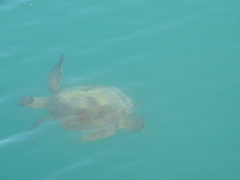 Zumindest die Schildkröte kam an den Strand ohne gefüttert zu werden! 