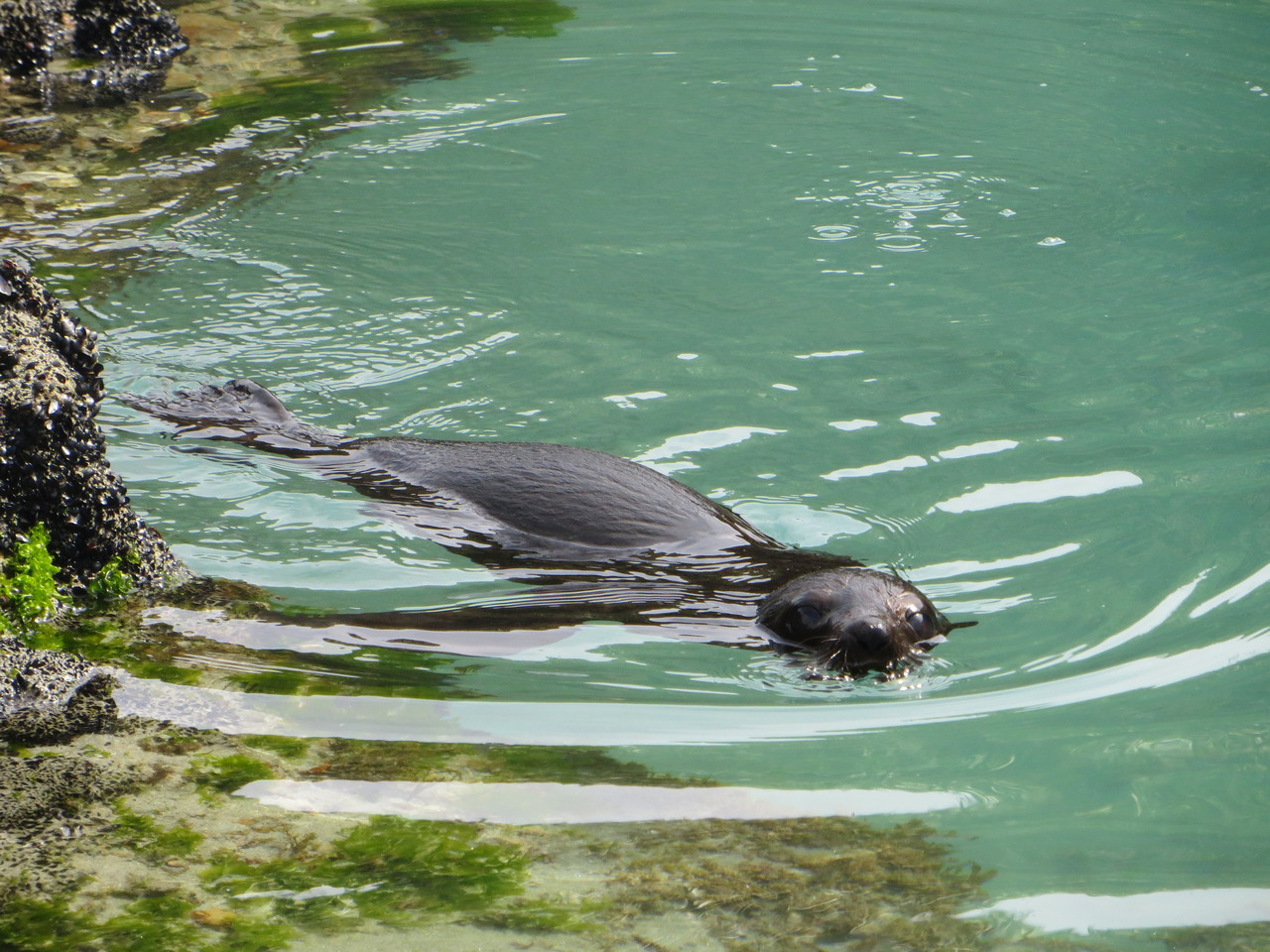 Tatsächlich... Seal pups spielen in kleinen Pools direkt neben den faszinierten Touristen :) 