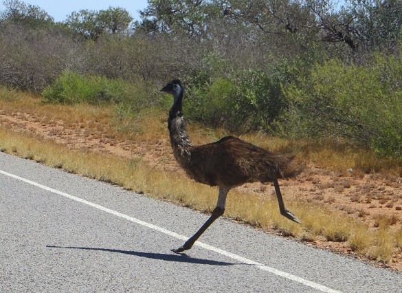 Running Emu :)