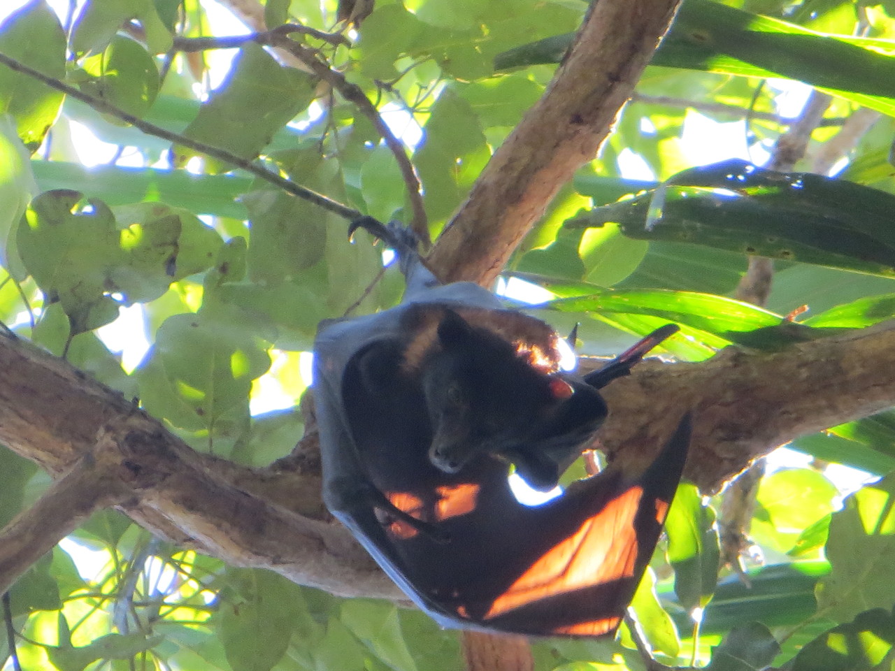 Flying fox is watching us