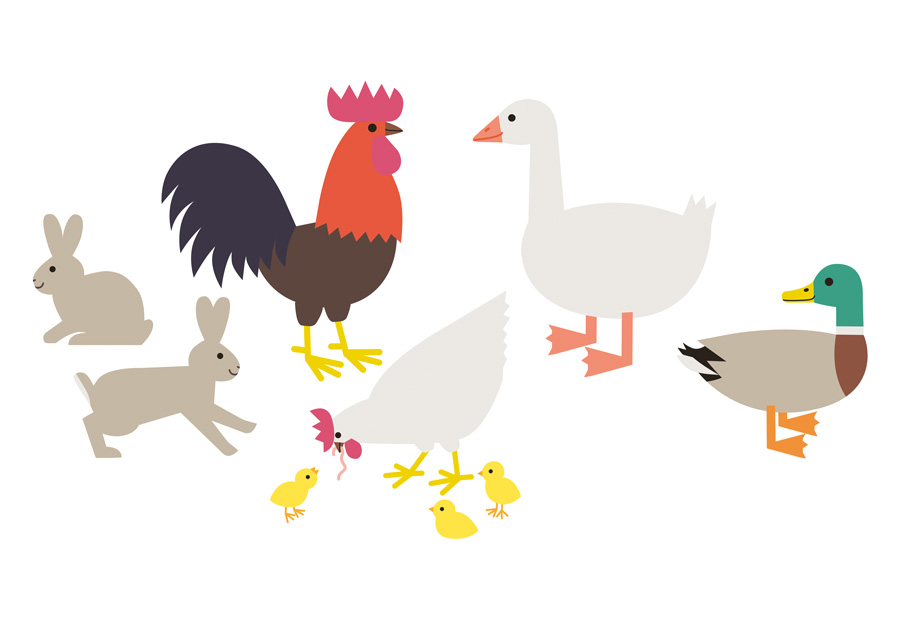 Julia Matzke Illustration Berlin Tiere Lebenshof Bauernhof vegan Kinder Kinderbuch Schulbuch Kaninchen Hahn Henne Huhn Küken Ente Erpel Gans