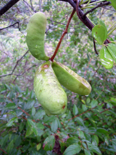 アケビ　Akebia quinata