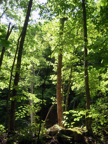 forest in the morning