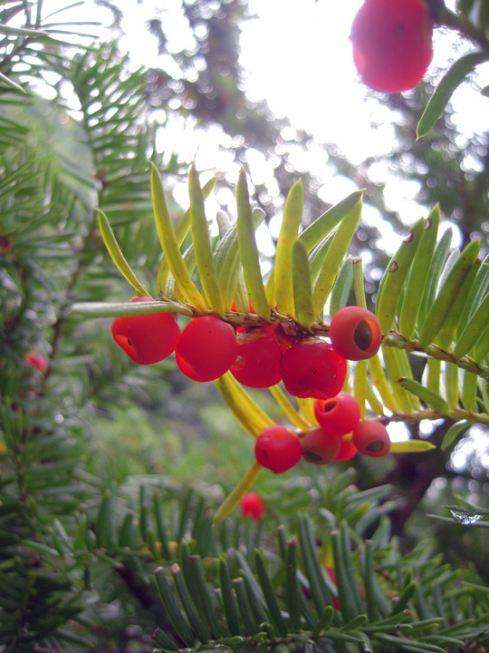 一位の実　Taxus cuspidata