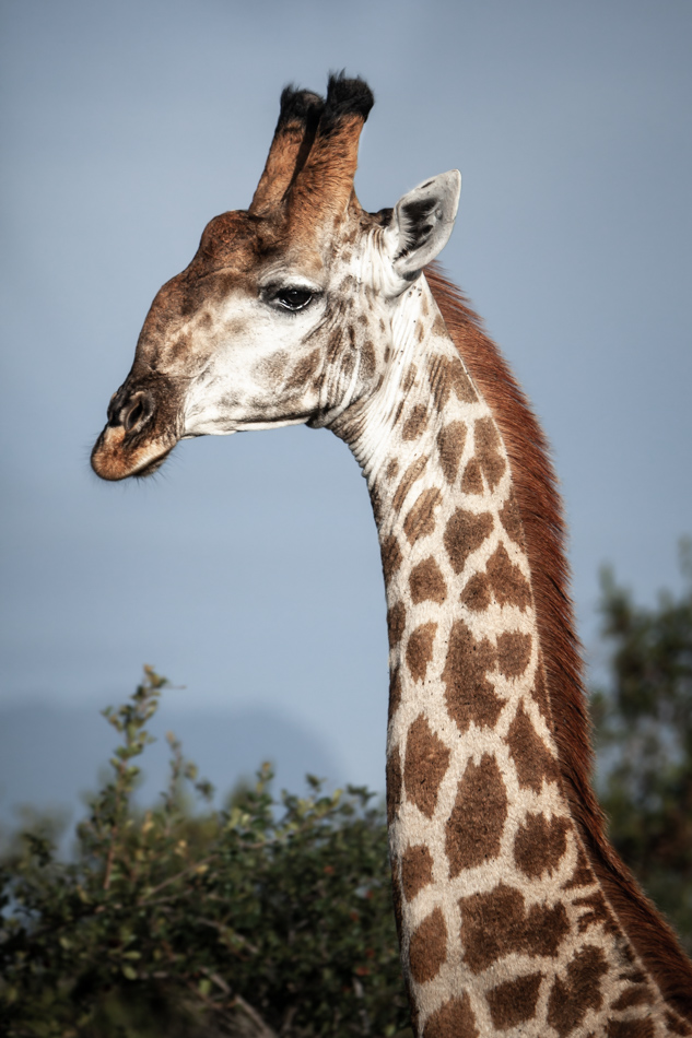 Moditlo Wildlife Estate Giraffe