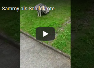 Video Sammy als Schildkröte